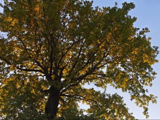 Зелень соревнуется: дуб из Подмосковья чуть не стал главным деревом страны