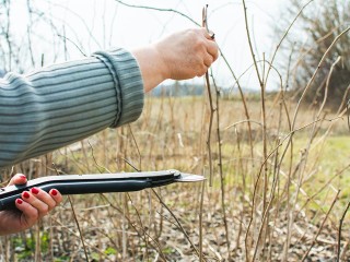 Почему обрезка «по Мичурину» работает до сих пор: что важно сделать до заморозков