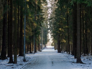 Спорт, детские зоны и лыжи: в Балашихе согласовали идеи по преображению Горенского лесопарка