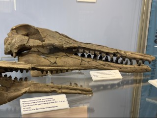 Зубы, челюсти и китовый ус: занимательную палеонтологию привезли в Коломну