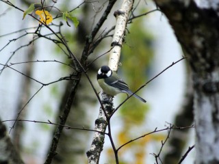 Дар исцеления и «именинный заяц»: истории и приметы, связанные с Синичкиным днем