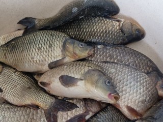 Рыба на стол, молитва в сердце: что можно и нельзя делать в Федотов день