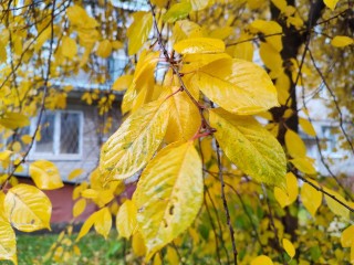 «Бабье лето» возвращается в Подмосковье: температуры будут аномальными в ноябре
