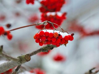 Самая холодная зима за 250 лет ожидает Подмосковье