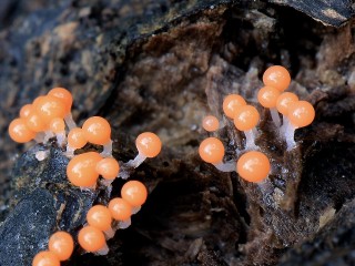 Способный к передвижению гриб-мутант встречается в Подмосковье