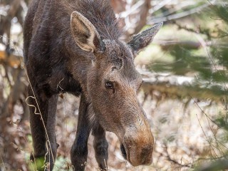 Огромного лося заметили на кладбище возле Ярославского шоссе в Подмосковье