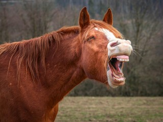 Лошади, снег и морозы: о чем говорят приметы на Гурьев день