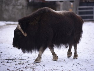 Уроки флирта от волоколамского овцебыка: как привлечь внимание дамы