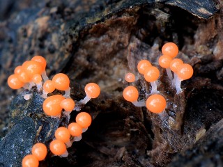 «Ведьмина рвота» обнаружена в Подмосковье: почему «яркие капли» из леса нельзя есть