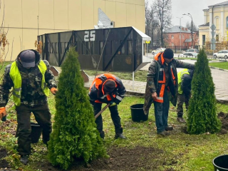 В Наро-Фоминске высадили 25 молодых туй