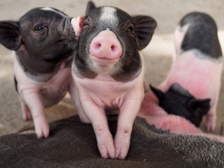 В Балашихе хозяйка восемнадцати поросят обвинила соседку в ложном доносе