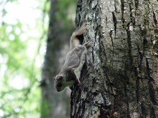 Сумеречный «летчик»: краснокнижная летяга осваивает новые территории в Подмосковье и готовит запасы к зиме