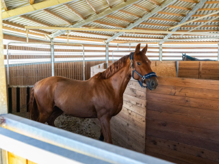 Конь в объективе: водители Наро-Фоминска запечатлели скакуна на трассе