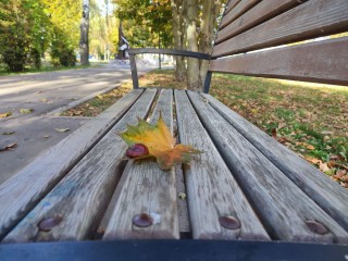 «Бабье лето» и +11 снова возвращаются в Подмосковье: прогноз Тишковца