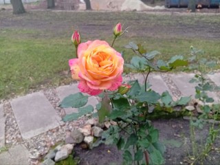 «Случилось чудо»: на территории усадьбы Оглоблина в Орехово-Зуеве зацвели розы в ноябре