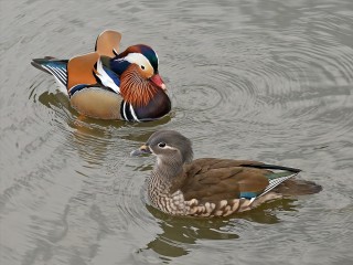 Утка-мандаринка осталась зимовать в компании крякв в Балашихе