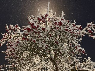 Гороскоп для всех знаков Зодиака на 2 декабря 2025: Овнов, Раков и Дев ждет успех, а Близнецы, Львы и Рыбы могут совершить ошибку