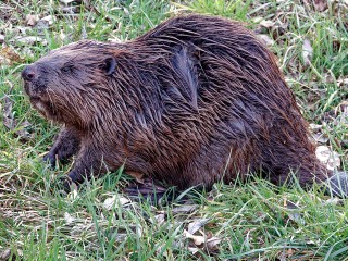 Жители Воскресенска пожаловались на бобров, которые разрушают вековые деревья в Хорлове