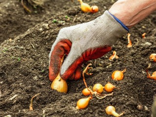Что посеять под зиму в Подмосковье в ноябре: 12 культур для сверхраннего урожая весной 2026