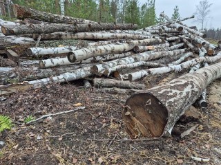 Глоток свежего воздуха: какие работы выполнили специалисты «Мособллес» ради спасения леса