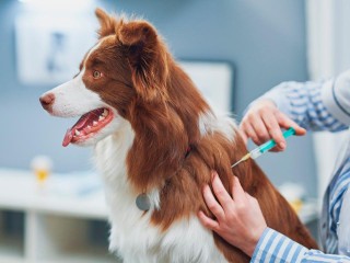 Мобильная бригада проведет бесплатную вакцинацию животных под Наро-Фоминском 29 ноября