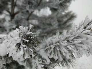 Синоптик Леус назвал точную дату выпадения снега в Подмосковье