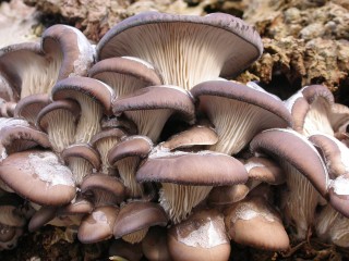 Настоящий лесной клад ожидает грибников Подмосковья этой зимой