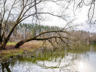 Жители Богородского округа решат судьбу городских водоемов