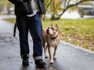 Стресс хозяина сокращает жизнь питомца: врач раскрыл причину роста числа сердечных приступов