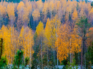 Дожди, туманы и аномальное тепло до +11°: синоптик Тишковец рассказал о погоде на неделю