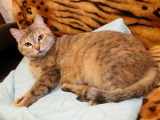 Какие осложнения могут возникнуть у кошки после родов