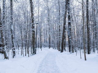 По следам зимних обитателей: в «Городском лесу» пройдет эко-прогулка с биологом