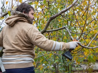 Чек-лист дачника в ноябре: как подготовить деревья и кустарники к морозам