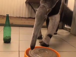 Йогуртом и муравьиными яйцами баловали под Волоколамском героев дня