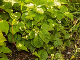 Земляника неожиданно зацвела в ноябре у клинских дачников