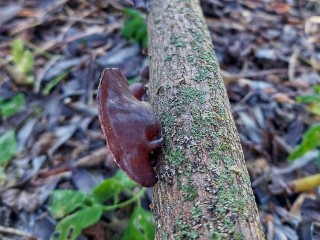 В лесах Луховиц местный житель нашел редкий и похожий на ухо гриб