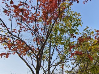 Птицы из таежных лесов замечены в Наро-Фоминске