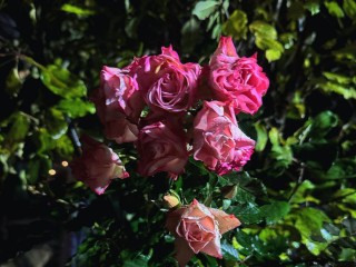 Осеннее чудо: глава Талдомского округа показал цветущие розы в ноябрьском саду