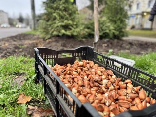 На главной улице Шаховской высадили тюльпаны перед зимой