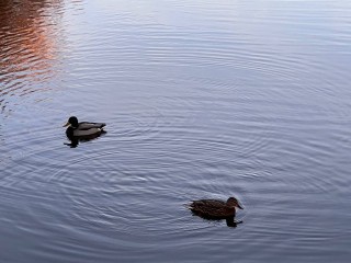В Шатурском округе жители отдали почти 300 голосов за очистку этого озера
