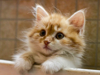 Люберчане могут подарить дом кошкам из приютов на благотворительной выставке