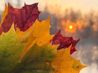 Осенние поделки и сказочные путешествия: что еще ждет гостей в парках и ДК Талдома 7 ноября