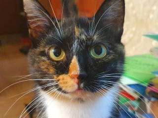 Луховицкий ветеринар объяснил, почему у кошек выпадают усы, и повод ли это для переживаний