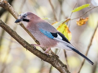 Купается в муравейниках и говорит, как человек: музей-заповедник под Солнечногорском приглашает познакомиться с удивительной птицей