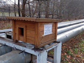 Дом с теплым «полом» построили для бездомных кошек в Краснознаменске