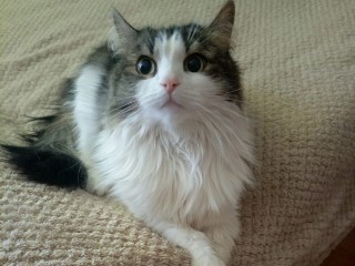 Как развить логику у домашней кошки: зоопсихолог раскрыла секрет игровых лабиринтов