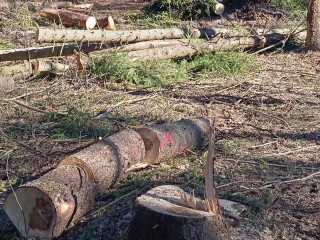 В Шаховских лесах проводят санитарную вырубку деревьев