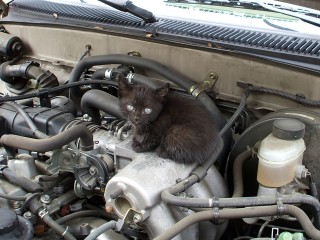 Зооволонтеры Видного напомнили водителям о ритуале, который спасает хвостиков