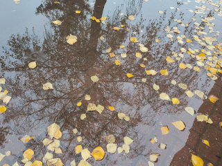 Дожди задержатся в Подмосковье до Дня народного единства: Гидрометцентр сделал прогноз