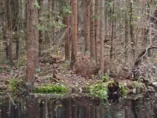 Дикие кабаны попали в камеру мобильного под Егорьевском